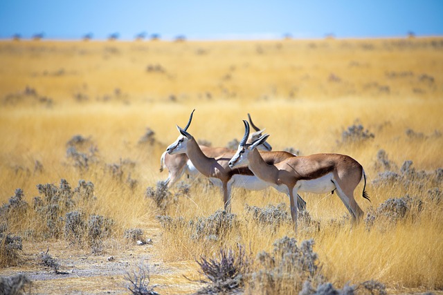 Gazelle and animals